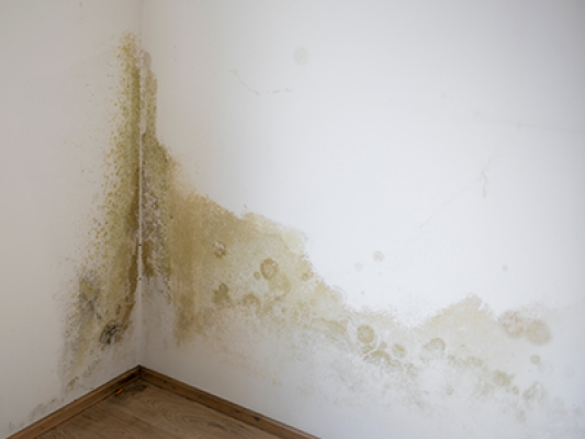 Do House Surveyors Check for Damp? | SAM Conveyancing