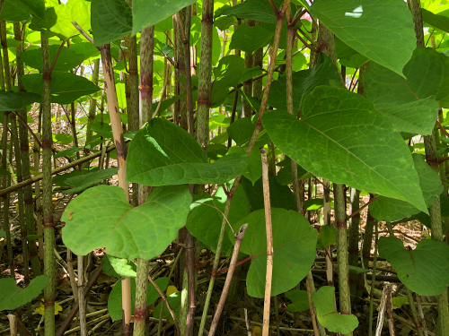 Image1.png