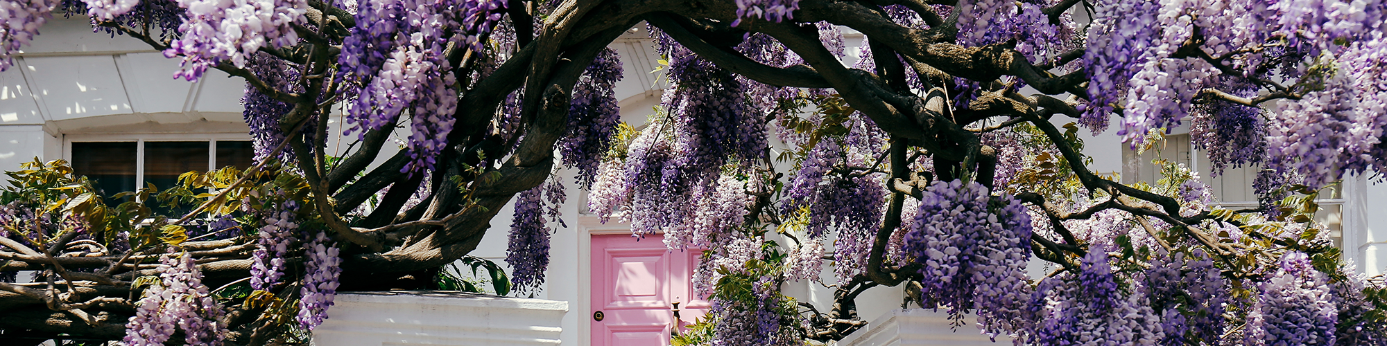 Blooming wisteria grows up a whitewashed townhouse with a pink door. SAM Conveyancing answers: Can Wisteria Cause Subsidence? And how to manage wisteria near your property