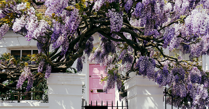 Can Wisteria Cause Subsidence? Can Wisteria Cause Subsidence?