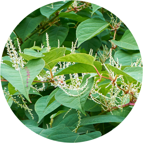 Japanese Knotweed in a garden flagged in a Home Building Survey