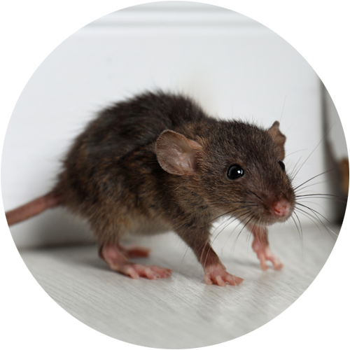 Rat Infestation flagged in a Home Building Survey